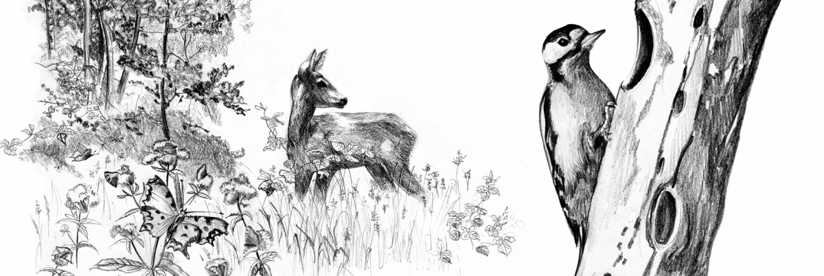 Illustraties FLORA en FAUNA 1